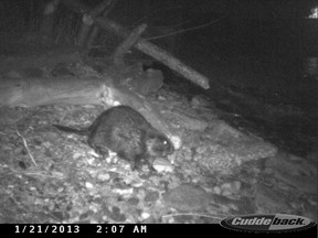 In January 2013, a beaver near DTE Energy’s River Rouge Power Plant near the Detroit River was captured on video and in still pictures from a trail camera set up overnight. Beavers are nocturnal. (Photo courtesy Jason Cousino/DTE Energy)