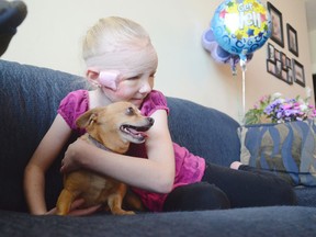 Jenna Desrochers cuddles with Honey, the family’s Chihuahua. The little dog distracted a pit bull that was attacking Jenna, enabling the owner to get the dog away from the girl. Honey was also bitten in the attack. Jenna suffered serious injuries to her face and required hundreds of stitches. Tyler Olsen , Chilliwack Times