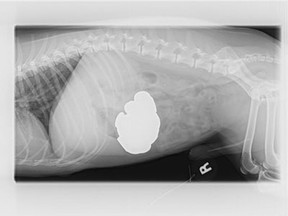 This undated image provided by BluePearl Veterinary Partners shows the X-ray of Jack Russell terrier named Jack that swallowed 111 pennies. The 13-year-old pooch's owner rushed him to a Manhattan veterinarian for emergency surgery Friday March 9, 2013 and doctors put him under anesthesia and methodically removed all 111 coins. (AP Photo/BluePearl Veterinary Partners)