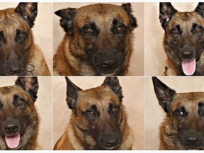 Study participants were accurate at reading dogs' emotions (Handout )
