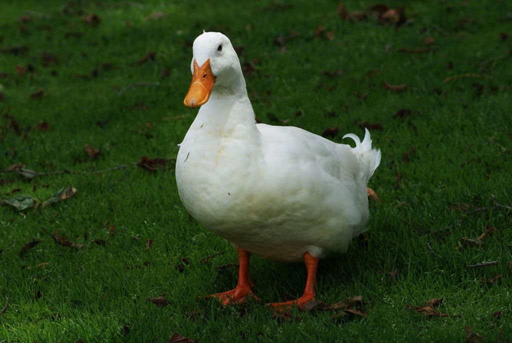 rescue-officials-if-it-looks-like-a-duck-and-walks-like-a-duck-it