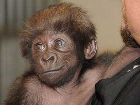 This photo provided by the Cincinnati Zoo on Thursday, February 28, 2013, shows a baby gorilla named Gladys being held by a surrogate human mother at the zoo in Cincinnati. The baby gorilla was born Jan. 29 at a Texas zoo to a first-time mother who wouldn't care for her. Zoo workers and volunteers are acting as surrogate mothers to prepare the baby to be introduced to two female gorillas at the Cincinnati Zoo who might accept her. (AP Photo/The Cincinnati Zoo/David Jenike)