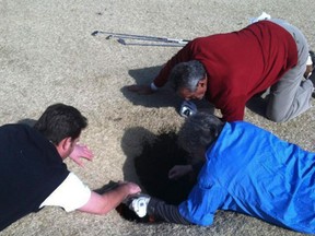 In this cell phone image taken March 8, 2013 and provided by golfmanna.com, Hank Martinez, top, Ed Magaletta, right, and Russ Nobbe, look into an 18-foot-deep and 10-foot- wide sinkhole that golfer Mark Minhal fell into while playing golf at the Annbriar Golf Course in Waterloo, Ill. Mihal, 43, a mortgage broker from Creve Coeur, Mo., was hoisted to safety with a rope and suffered a dislocated shoulder. (AP Photo/Courtesy of golfmanna.com, Mike Peters)