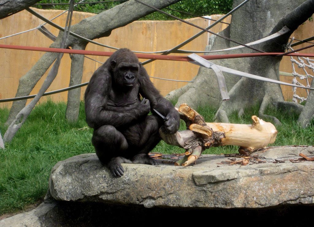 Calgary zookeeper shown the door for not closing the latch on