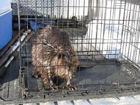 This photo provided by the Wildlife Rehabilitation Center of Northern Utah shows a beaver conservation officer Mitch Lane caught and transported after they were caught in the Chevron pipeline diesel fuel spill at Willard Bay State Park to the Wildlife Rehabilitation Center of Northern Utah on Tuesday, March 26, 2013. (AP Photo/Wildlife Rehabilitation Center of Northern Utah)