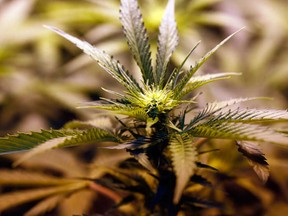 File photo of  marijuana growing in a grow house. (Windsor Star files)