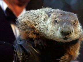 This Saturday, Feb. 2, 2013 file photo shows Groundhog Club Co-handler Ron Ploucha holding the weather predicting groundhog, Punxsutawney Phil, after the club said Phil did not see his shadow and there will be an early spring during the Groundhog Day ceremony in Punxsutawney, Pa. Authorities in still-frigid Ohio have issued an "indictment" of the furry rodent, who predicted an early spring. (AP Photo/Keith Srakocic, File)