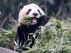 Female panda Er Shun eats bamboo at the Panda House at the Chongqing Zoo in Chongqing, China Saturday February 11, 2012. The Toronto Zoo will begin playing host to a male Da Mao and Er Shun on Monday, just over a year after the cuddly creatures were officially loaned to Canada by the Chinese government. THE CANADIAN PRESS/Adrian Wyld