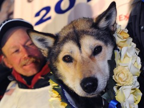 Mitch Seavey holds one of his lead dogs, Taurus, as he poses for photographers at the finish line of the Iditarod Trail Sled Dog race in Nome, Alaska, Tuesday, March 12, 2013. Seavy became the oldest winner and a two-time Iditarod champion. (AP Photo/The Anchorage Daily News, Bill Roth)