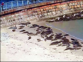 Seals rest on La Jolla Beach in San Diego. Photograph by: Handout , City of San Diego