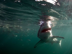 A Great White Shark is seen in this file photo.