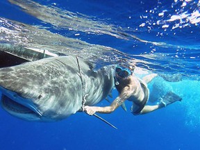 University of Windsor shark researcher Steven Kessel swam alongside this tiger shark in the Bahamas as researchers were trying to take measurements. Kessel was part of a recently published research article that estimated 100 million sharks are killed each year.  (Handout)