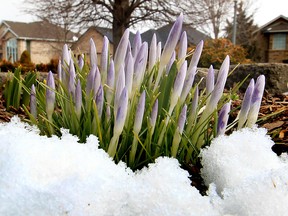 Crocus flowers reach for the sun amid snow at a South Windsor home on Mar. 20, 2013. (Jason Kryk / The Windsor Star)