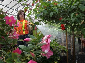 Jill Cervi, a gardener with the city of Windsor's Parks and Recreation Dept. waters plants on Wednesday, March 6, 2013, at the Lanspeary Park Greenhouse in Windsor, Ont. for the upcoming spring season.  (DAN JANISSE/The Windsor Star)