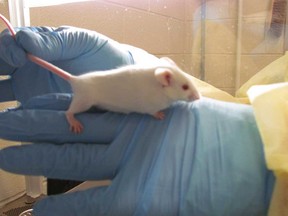 In this Jan. 18, 2013 photo provided by the NYU Langone Medical Center, a researcher holds a laboratory mouse in a research building at the hospital's complex in New York. During Superstorm Sandy on Oct. 29, 2012, a storm surge flooded the basement housing some 7,000 cages of mice used for studying cancer, diabetes, brain development and other health issues. Each cage held up to five of the little rodents, and even four months later, nobody knows exactly how many perished. (AP Photo/New York University)