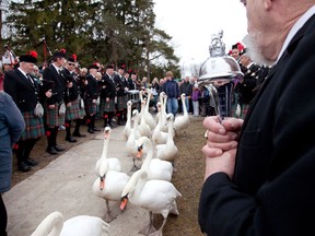 The Stratford Pipes and Drums forme an honour guard for the swans’ final decent into the Avon River. THE CANADIAN PRESS/ho-Stratford Tourism Alliance-Terry Manzo