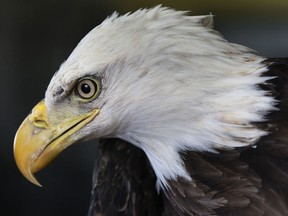 A bald eagle is shown at Wings Wildlife Rehabilitation Centre on Mar. 4, 2013. (Dan Janisse / The Windsor Star)