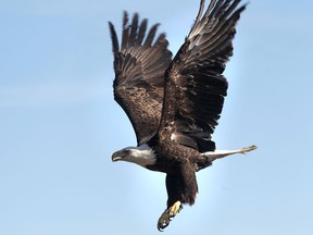 A bald eagle is released into the wild near Holiday Beach on Mar. 4, 2013. (Dan Janisse / The Windsor Star)