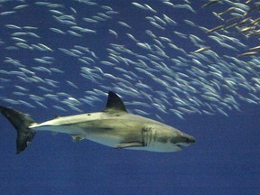 A great white shark is seen in this file photo. (AP Photo/Monterey County Herald, Vern Fisher, file)
