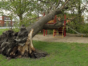 In this file photo, a tree lays across a playground set at the corner of Erie Street and Mercer Street in Wigle Park in Windsor on Friday, April 16, 2012. (TYLER BROWNBRIDGE / The Windsor Star)