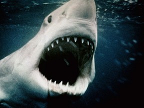 A Great White Shark opens wide in a scene from the 1975 movie Jaws.