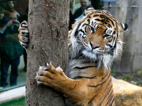 Jae Jae, a male Sumatran Tiger scratches a tree, as the public watch from behind glass, at London Zoo, Wednesday, March 27, 2013. (AP Photo/Kirsty Wigglesworth)