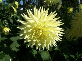 Yellow dahlias add colour and beauty to any garden.