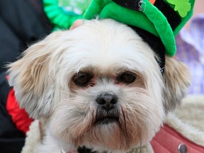 Even the dogs will be out this weekend to celebrate St. Patrick's Day. (PETER MUHLY / AFP / Getty Images)