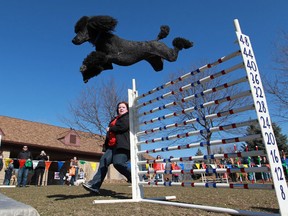 In this file photo, Nicole Cadarette, centre, works with her standard poodle, Buzz, as he leaps over a row of bars before the start of the National Service Dogs Annual Easter Egg Hunt at Malden Park, Friday, March 29, 2013.  (DAX MELMER/The Windsor Star)