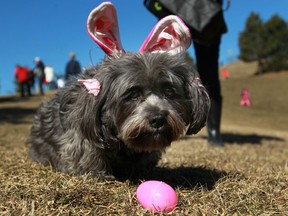 Dora, a shih tzu dachshund, searches for Easter eggs with bunny ears on her head while at the National Service Dogs Annual Easter Egg Hunt at Malden Park, Friday, March 29, 2013.  (DAX MELMER/The Windsor Star)