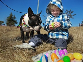 Maxx Dragowski, 3, looks over the Easter eggs his dog, Phillip, a Boston Terrier, found at the National Service Dogs Annual Easter Egg Hunt at Malden Park, Friday, March 29, 2013.  (DAX MELMER/The Windsor Star)