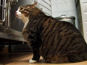 Biscuit, a 37-pound cat, looks at his cage in the shelter in St. Charles, Mo. At more than two-and-a-half times the size of a normal cat, the shelter says the morbidly obese feline has been put on a diet, but he needs an owner who will closely monitor what he eats. (Associated Press/St. Charles Animal Control via St. Louis Post Dispatch)