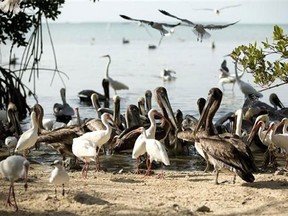 In this Feb. 12, 2013 photo, after touring the birds in cages at the Florida Keys Wild Bird Center near Key Largo, Fla., visitors can the birds roaming free on the beach. The bird sanctuary accepts donations but has free admission. (Associated Press/J. Pat Carter)