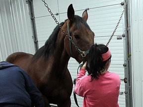 A horse receives treatment at the Biederman Equine Clinic in Lakeshore in this November 2012 file photo. (Tyler Brownbridge / The Windsor Star)