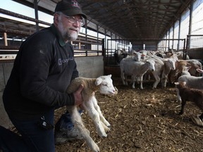 Rick Fuerth, of Ewe Dell Family Farms near Woodslee, holds a baby sheep at his farm. (DAX MELMER / The Windsor Star)