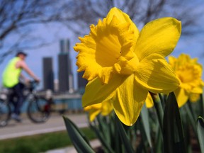 A daffodil blooms on Windsor's riverfront on Mar. 20, 2012. (Tyler Brownbridge / The Windsor Star)