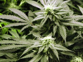 Marijuana plants flourish under the lights at a grow house in Denver, on Thursday, Nov. 8, 2012.