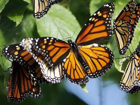 Monarch butterflies stop at Pelee Point National Park during their annual migration on August 31, 2006. (Windsor Star files)