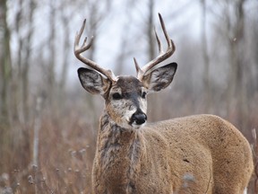 Large buck whitetail deer.Location Ojibway park Windsor Ontario. Photo by Mel Diotte LaSalle Ontario.