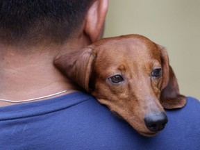 A dog rests its head on the shoulders of its owner as they wait for a blessing  for pets in suburban Quezon city, Philippines on March 17, 2013..(Associated Press/Aaron Favila)