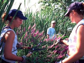 2001 files: Ontario Stewardship Rangers Chelsea Moir and Chantal Anderson, both of Chatham, clip and bag purple loosestrife.at Hillman Marsh Conservation Area. (Windsor Star files)