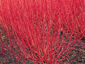 Red twig dogwood (cornus sanguinea)