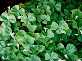 Plant shamrocks outside when there's no danger of frost.