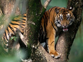 Not sure how your adrenal glands work? Coming face-to-face with this tiger will give you a very quick lesson. (Associated Press files)