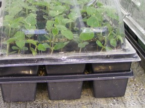 Seeding trays are ideal for getting a head start on the planting season.