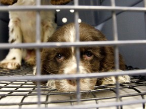 A puppy rescued from a puppy mill. (Winnipeg Free press files)
