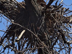 A nesting eagle keenly watches an intruder as she rests with her young Thursday April 4, 2013. (NICK BRANCACCIO/The Windsor Star)