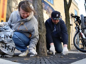 Volunteer Joan Zirianda, left, uses a stick to clean gum from a Maiden Lane grate as Scott McMullan helps out during Rose City Cleanup on downtown streets. (NICK BRANCACCIO/The Windsor Star)