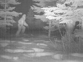 Parks Canada announces on April Fool’s Day that they captured the elusive Sasquatch or yeti on surveillance video.
(Photograph by: Picasa , Parks Canada)