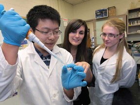 Shawn Liu, left, a student from Vincent Massey Secondary School, works with University of Windsor research assistant Kaitlyn Matthews, centre, and classmate Melanie Grondin at the U of W biology lab, Monday, April 1, 2013. Liu and Grondin recently placed first at a national biology competition. They were mentored by Matthews. (DAN JANISSE/The Windsor Star)